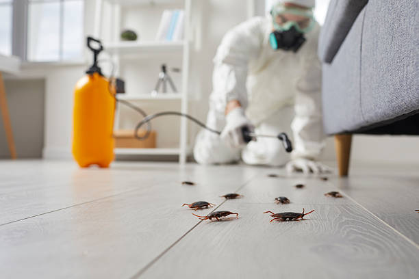 Commercial Rodent Management in Dunkirk
